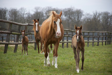Foals and mothers