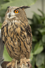  Eurasian eagle owl