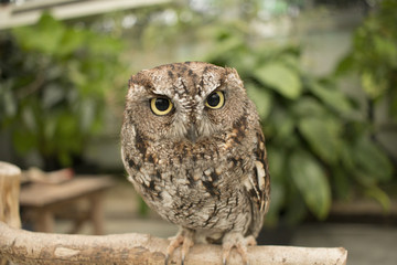 Common scops owl