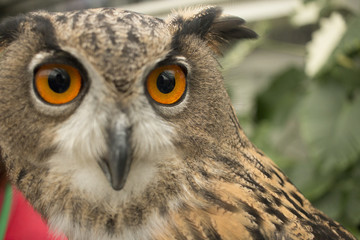  Eurasian eagle owl