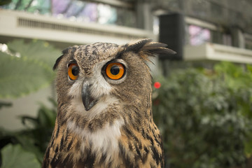 spotted eagle owl