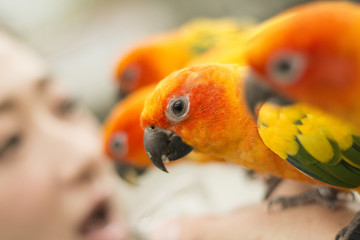 true parrots