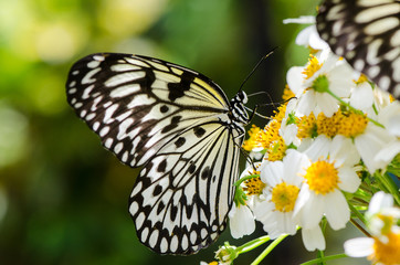 Ohgomadara butterfly big black and white butterfly resting on flowers