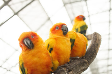 true parrots