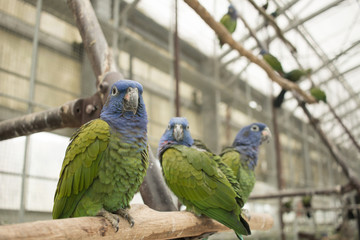 blue and green true parrots