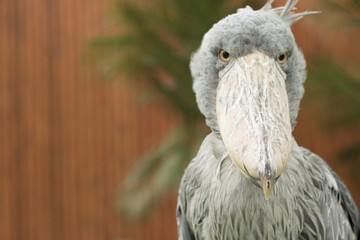 shoebill