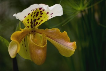 Paphiopedilum a plant with complex flowers that are typically showy or bizarrely shaped, having a large specialized lip (labellum) and frequently a spur