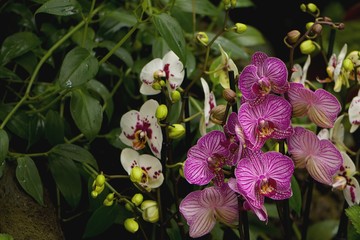 Orchids occur worldwide, especially as epiphytes in tropical forests, and are valuable hothouse plants.