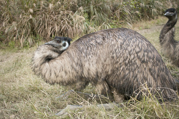 emu