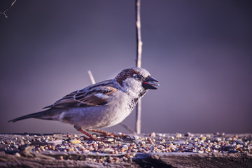 Passer Domesticus Eating