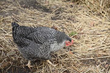 Chicken with grey feathers