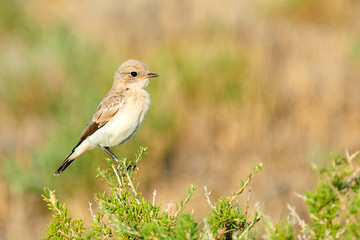 Desert wheatear (Oenanthe deserti). The desert wheatear is a wheatear, a small passerine bird that was formerly classed as a member of the thrush family Turdidae.