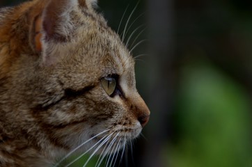 Obraz premium Portrait of my lady