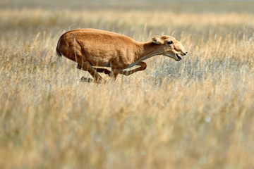 The saiga. The saiga antelope is a critically endangered antelope that originally inhabited a vast area of the Eurasian steppe.  © Yerbolat