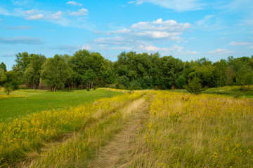 Fototapeta na wymiar Beautiful field in summer with beautiful sky.