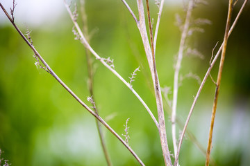 Dry branch against a green background. Dry bush