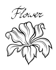 Vector decorative  summer flower. Linear illustration isolated on white.