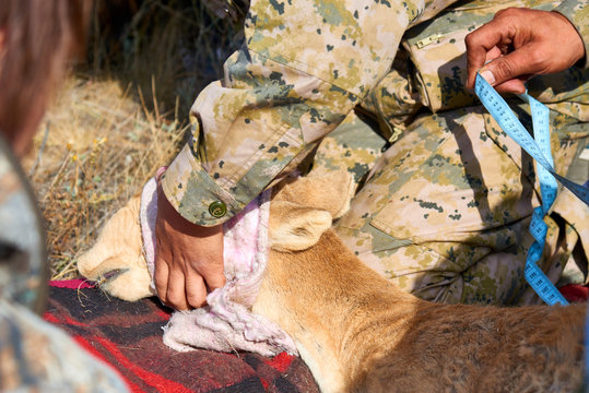 Collection of a saiga blood test. The saiga antelope is a critically endangered antelope that originally inhabited a vast area of the Eurasian steppe. 