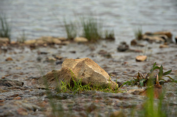 stone in the middle of the creek, overgrown with grass