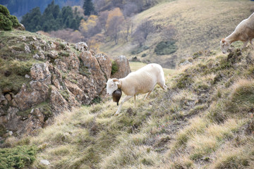 Naklejka premium Sheep leader