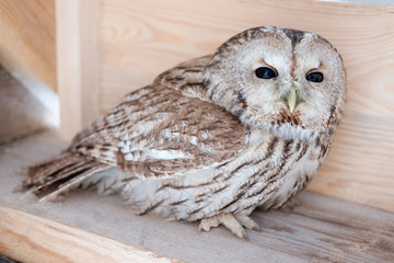 owl sit on wooden plank