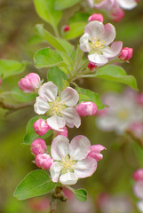 Close up of blooming apple tree branch in vertical position with three king flowers with visible flower parts