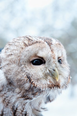 owl looking away