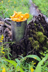 Chanterelle