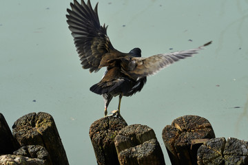 Fototapeta premium moorhen duck on lake