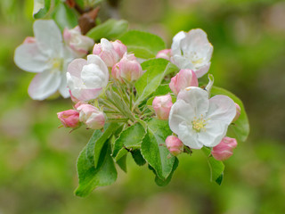 Close up of white blooming apple tree flowers and some pink buds