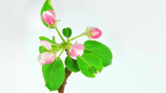Timelapse apple tree branch with opening flowers on white background. 4k UltraHD 3840x2160.