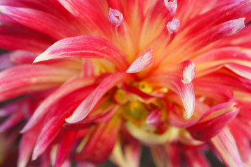 Cactus dahlia flower head red and yellow close up 