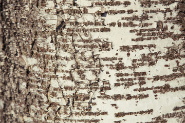 Bark of tree