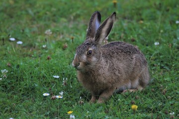 süßer junger Hase, Feldhase, Lepus europaeus