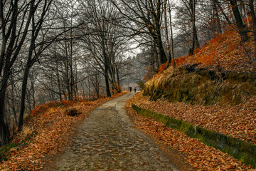 Passeggiata nel bosco sotto la pioggia