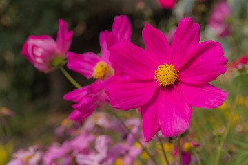 Fototapeta premium Winter flowers pink color.