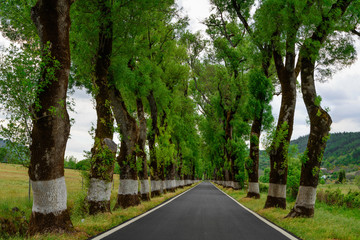 Tunnel of trees in typical road in Alentejo. This road from Marvao is considered the most beautiful in Portugal. The ash trees are centenary trees