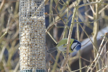Blaumeise