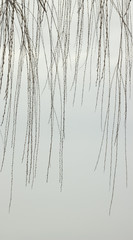 abstract background with vertical branches of willow