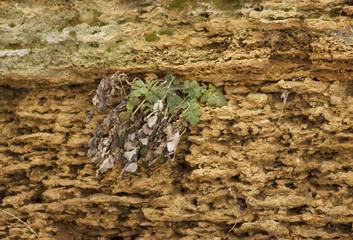 natural texture of stone and moss