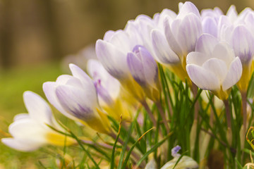 Obraz na płótnie Canvas Crocus, plural crocuses or croci is a genus of flowering plants in the iris family. A single crocus, a bunch of crocuses, a meadow full of crocuses, close-up crocus