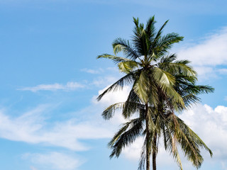 Fototapeta na wymiar Coconut palm tree against with blue sky and white cloud.