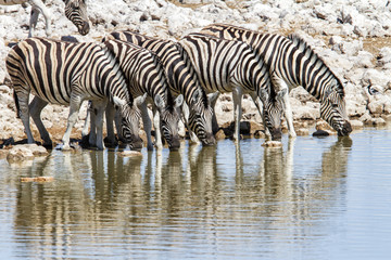 Fototapeta na wymiar Zebra herd drinking at Okaukejo waterhole in Etosha National Park in NAmibia