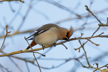 A beautiful warbler sits on a dry winter tree.
