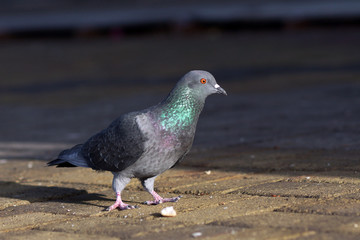 A street pigeon vibrant colors