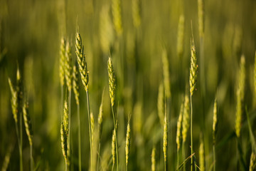 Wheat Field