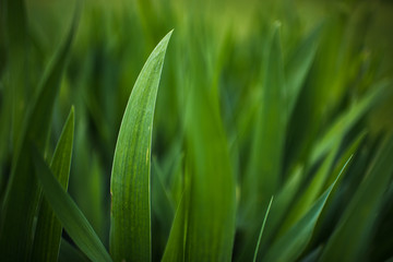 Green Plant
