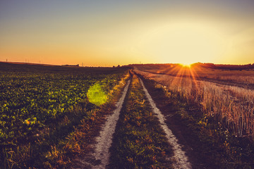 Fototapeta na wymiar Road near a wheat field at sunset against a gradient sky background Belarus, Grodno