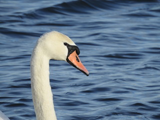 close up of swans  in the blue water