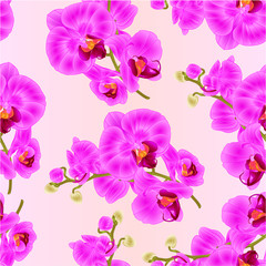 Seamless texture branch orchids purple flowers  tropical plant Phalaenopsis  branch vintage vector botanical illustration for design editable hand draw